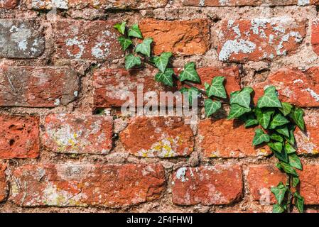 Old Brick Wall and Green Ivy, castle wall in England, Europe Stock Photo