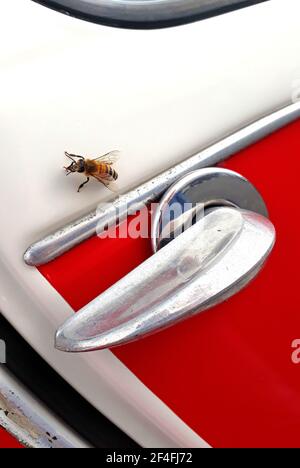 Single bee on a Citroen 2CV door handle Stock Photo