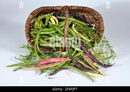 Various bush beans (Phaseolus vulgaris nanus) Stock Photo