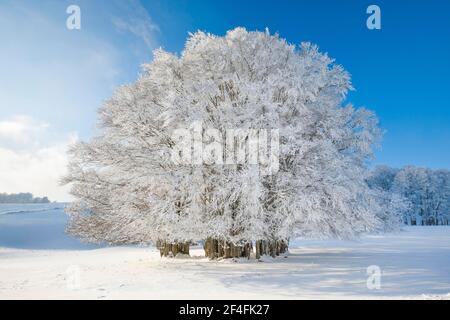 Huge beech tree covered with deep snow under blue sky, Neuchatel Jura, Switzerland Stock Photo