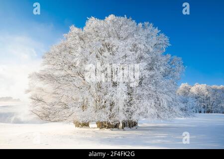 Huge beech tree covered with deep snow under blue sky, Neuchatel Jura, Switzerland Stock Photo