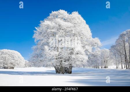 Huge beech tree covered with deep snow under blue sky in Neuchatel Jura, Switzerland Stock Photo