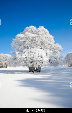 Huge beech tree covered with deep snow under blue sky in Neuchatel Jura, Switzerland Stock Photo