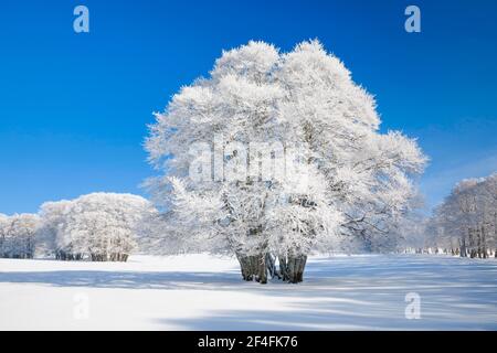 Huge beech tree covered with deep snow under blue sky in Neuchatel Jura, Switzerland Stock Photo