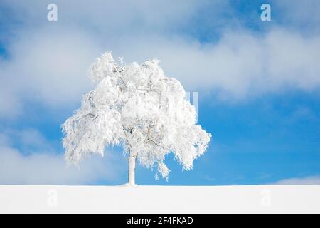 Deeply buried birch tree in Oberaegeri, Canton Zug Switzerland Stock Photo