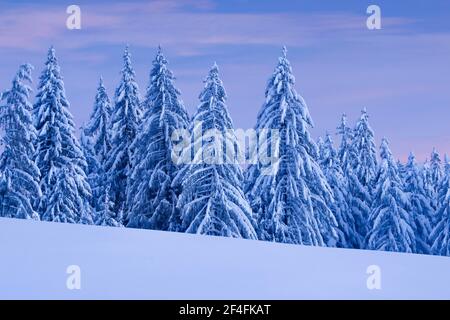 Snowy spruce forest at Ratenpass, Canton Zug Switzerland Stock Photo