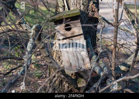 Fallen nest box stuck in branches at the bottom of a tree Stock Photo