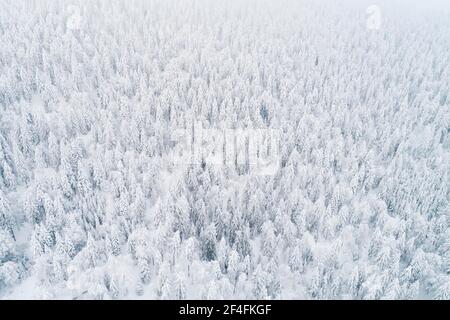 Drone shot of winter forest in fog, canton Zug Switzerland Stock Photo