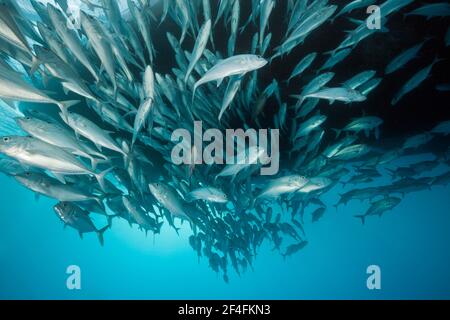 Shoal of bigeye spiny dogfish (Caranx sexfasciatus), Great Barrier Reef, Australia Stock Photo