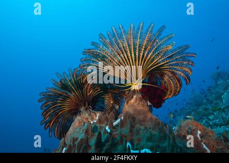 Feather stars in the current (Comaster) schlegeli, Tanimbar Islands, Moluccas, Indonesia Stock Photo