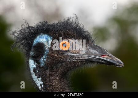 Head of an emu (Dromaius novaehollandiae), Brisbane, Australia Stock Photo