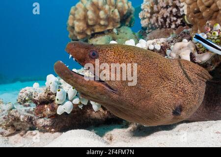 Giant Moray moray (Gymnothorax javanicus), Great Barrier Reef, Australia Stock Photo