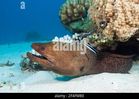 Giant Moray moray (Gymnothorax javanicus), Great Barrier Reef, Australia Stock Photo