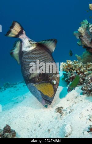 Titan triggerfish (Balistoides viridescens), Great Barrier Reef, Australia Stock Photo