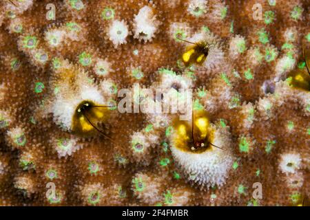 Coral hermit crabs, Paguritta sp., Russell Islands, Solomon Islands Stock Photo