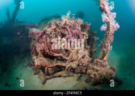 Star engine of the Dauntless Dive Bomber aircraft wreck, Marovo Lagoon, Solomon Islands Stock Photo