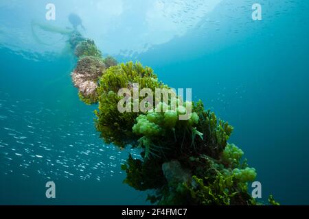 Overgrown anchor chain on Mbike wreck, Florida Islands, Solomon Islands Stock Photo