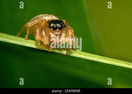 Black headed jumping spider looking serious Stock Photo