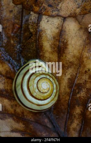 Grove snail (Cepaea nemoralis) on beech leaf, Ruegen, Mecklenburg-Vorpommern, Germany Stock Photo
