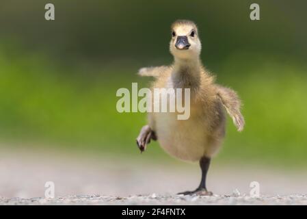 Greylag goose (Anser anser) Goessel, Lower Saxony, Germany Stock Photo