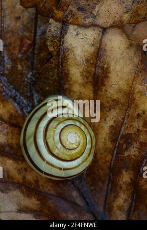 Grove snail (Cepaea nemoralis) on beech leaf, Jasmund National Park, Ruegen, Mecklenburg-Vorpommern, Germany Stock Photo