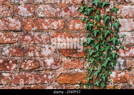 Old Brick Wall and Green Ivy, castle wall in England, Europe Stock Photo