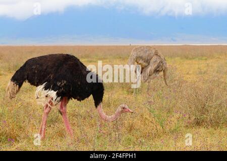 Ostriches, pair (Struthio camelus), Ngorongoro Crater, Tanzania Stock Photo