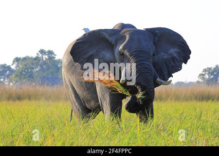 African elephant (Loxodonta africana), Cattle egret (Bubulcus ibis) Okavango Delta, Botswana Stock Photo