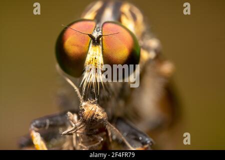 Big orange eyed robber fly Stock Photo