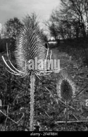 Teasel (Dipsacus fullonum) seed heads, flowering from July/August. Herefordshire UK. March 2021 Stock Photo