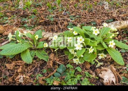 Primrose (Primula vulgaris) a woodland plant flowering from March/June, Woolhope Herefordshire UK. March 2021. Stock Photo