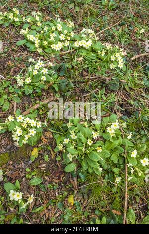 Primrose (Primula vulgaris) a woodland plant flowering from March/June, Woolhope Herefordshire UK. March 2021. Stock Photo