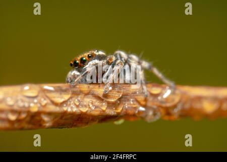 Orange and grey coloured jumping spider on a dry leaf with water dew Stock Photo