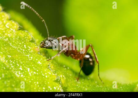 Flat headed black sugar ant Stock Photo