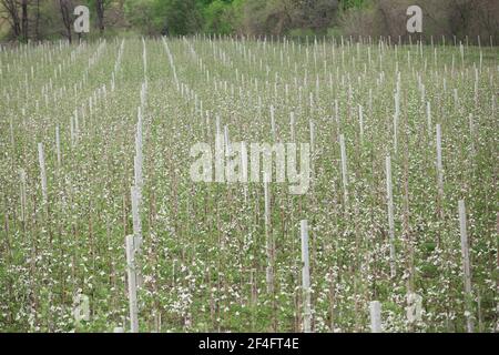 Young seedlings of fruit trees on modern smart farm in spring, agricultural and business during covid-19 Stock Photo