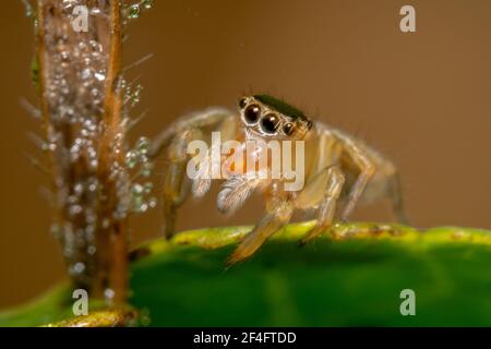 Light coloured jumping spider with white legs in the early morning Stock Photo