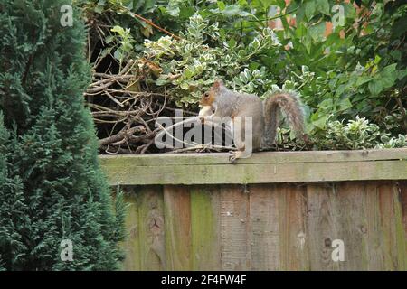 A Grey Squirrel Sat on a Fence Eating a Piece of Bread. Stock Photo