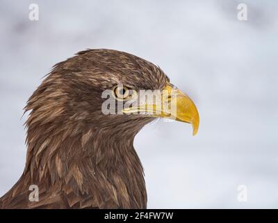 White-tailed eagle over blurred background - Haliaeetus albicilla. Close-up photo. Stock Photo