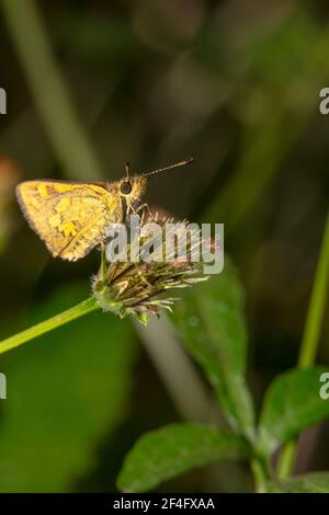 Yellow skinny skipper with beautiful patterned wings Stock Photo