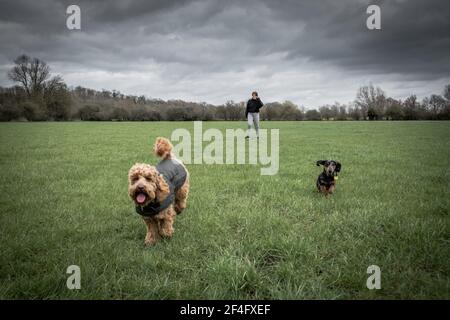 Dog owner seen exercising her miniature Poodle and Dachshund Puppy in open space, nearby the English Capital. Stock Photo