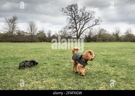 Miniature Poodle and young Dachshund puppy seen playing together in a large open space. Stock Photo