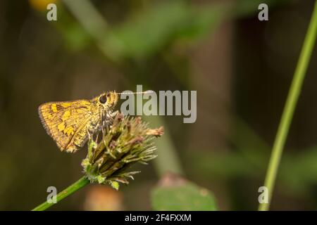 Tiny skipper butterfly sitting on a spikey plant Stock Photo