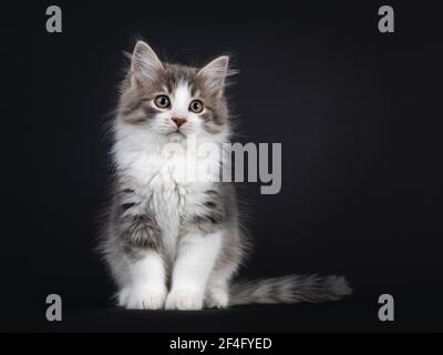 Adorable blue tabby mackerel Siberian Forestcat  cat kitten, sitting up facing front. Looking to the side. Isolated on black background. Stock Photo