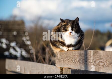 Tortoiseshell farm cat sitting on a fence on a sunny winter day Stock Photo