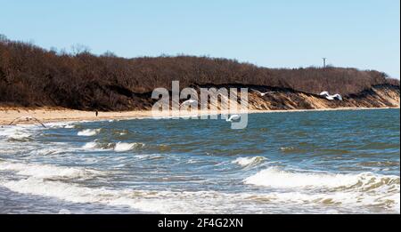 Seagulls flying in the wind over the Long Island sound looking at the bluffs hills at Sunken Meadow State Parks beach Stock Photo