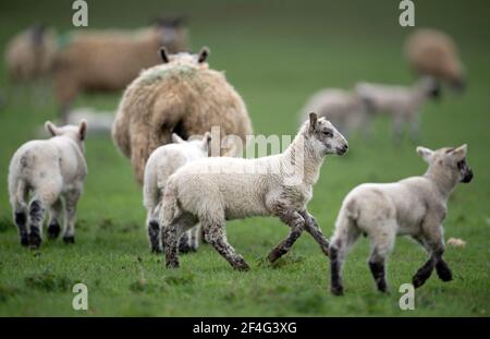 Sheep and their lambs in a field in Duddington, Northamptonshire. Picture date: Sunday March 21, 2021. Stock Photo