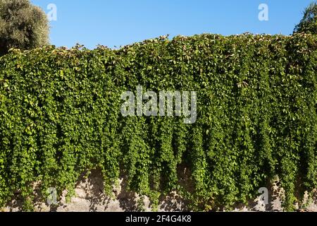Dense wall of cascading green vines draping down over a stone surface ...
