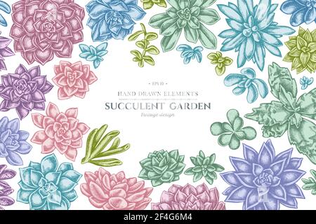 Floral design with pastel succulent echeveria, succulent echeveria, succulent Stock Vector