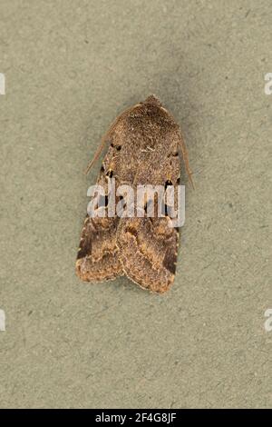 Hebrew Character Moth (Orthosia gothica) Stock Photo