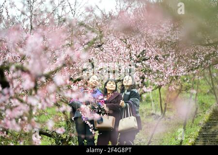 Qiandongnan, China's Guizhou Province. 30th Mar, 2021. Tourist view peach blossoms in Kelou Town of Cengong County, southwest China's Guizhou Province, March 30, 2021. Credit: Wang Bingzhen/Xinhua/Alamy Live News Stock Photo
